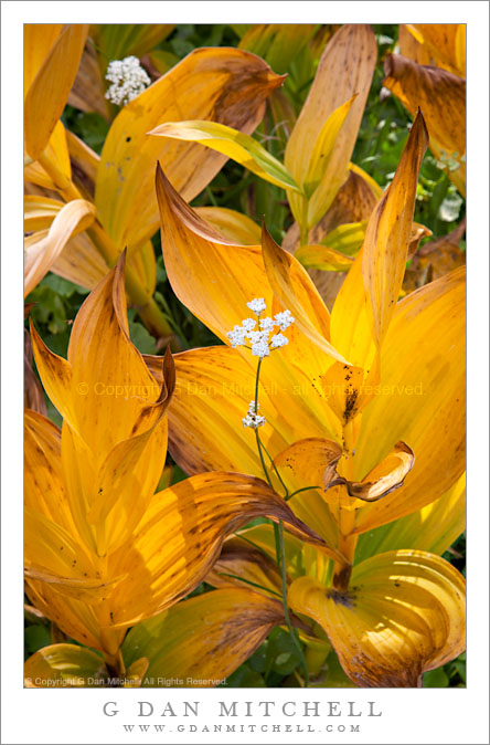 Late-Season Corn Lilies