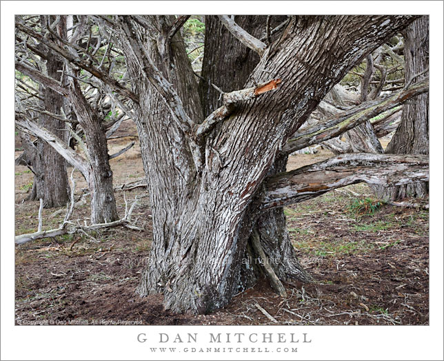 Monterey Cypress, Allan Memorial Grove