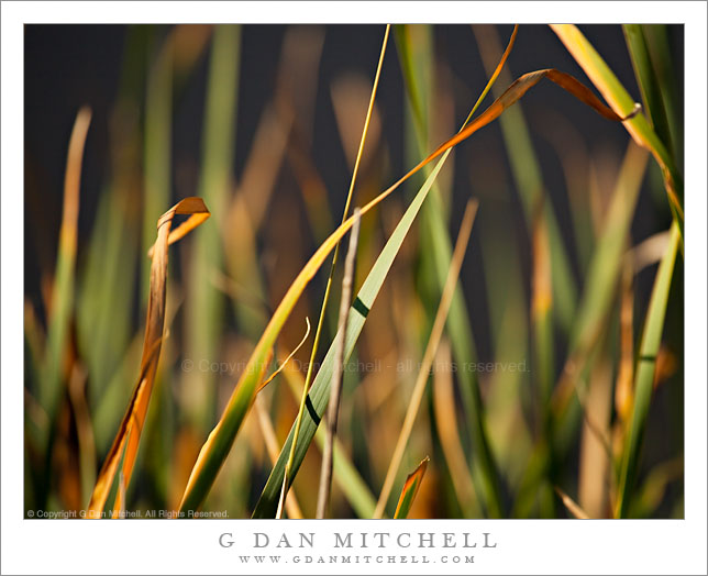 Detail, Summer Grasses