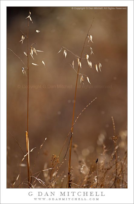 Summer Grass, Calero Hills