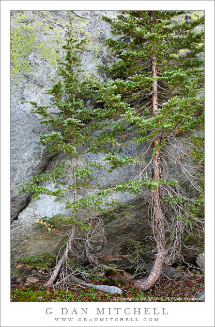 Two Trees Against Boulder, Ten Lakes Basin