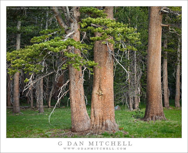 Pine Trees, Edge of the Forest