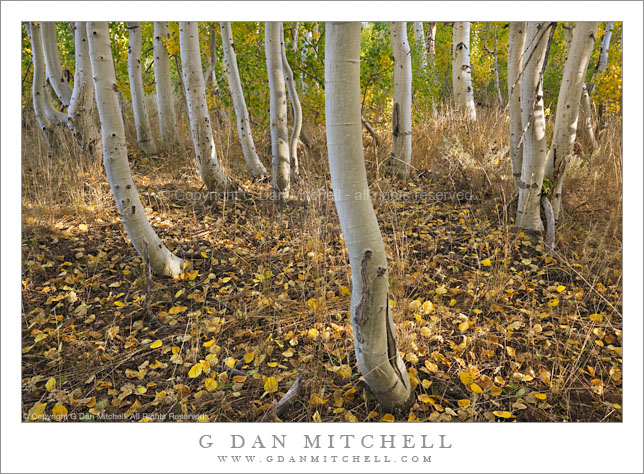 Aspen Grove Near Conway Summit