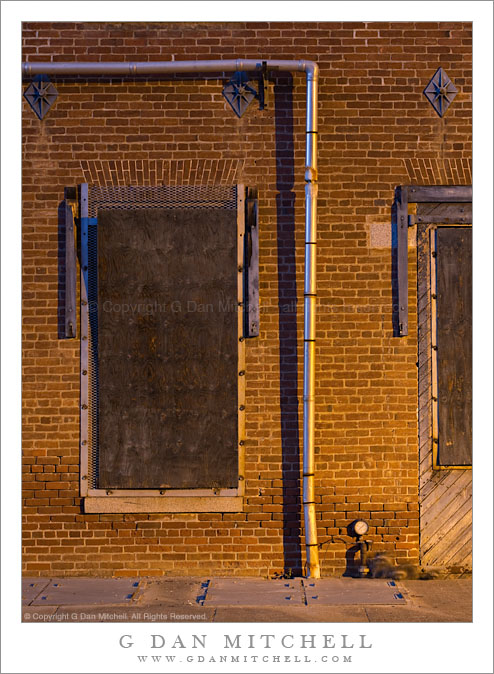 Raccoons and Brick Wall, Mare Island