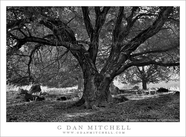 Oak Tree, Morning Light