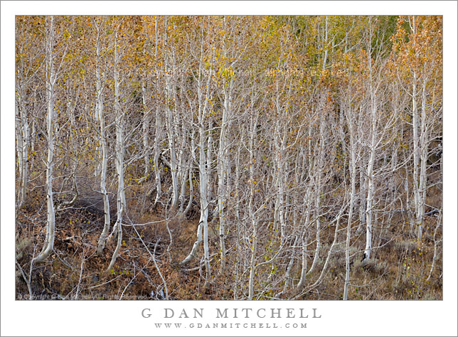 Dense Aspen Grove, Autumn