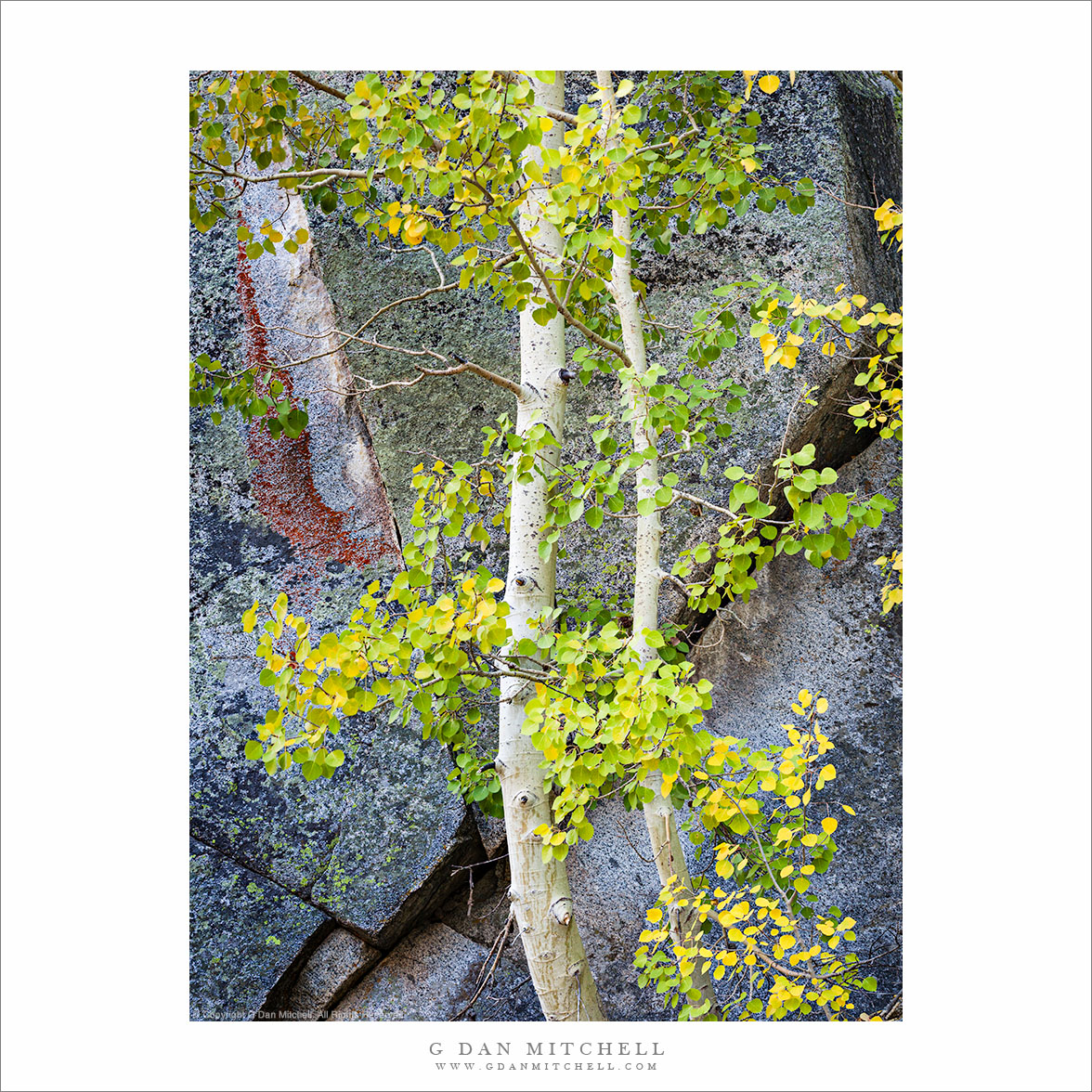 Aspen Trees, Rock Face With Lichen