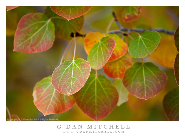 Red and Green Aspen Leaves