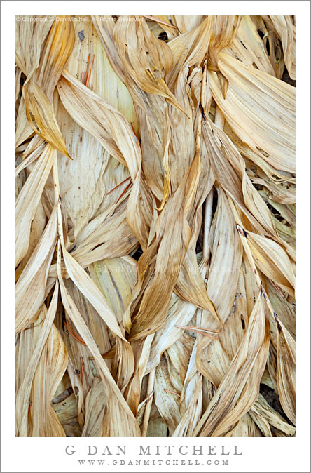 Corn Lily Leaves, Early Fall