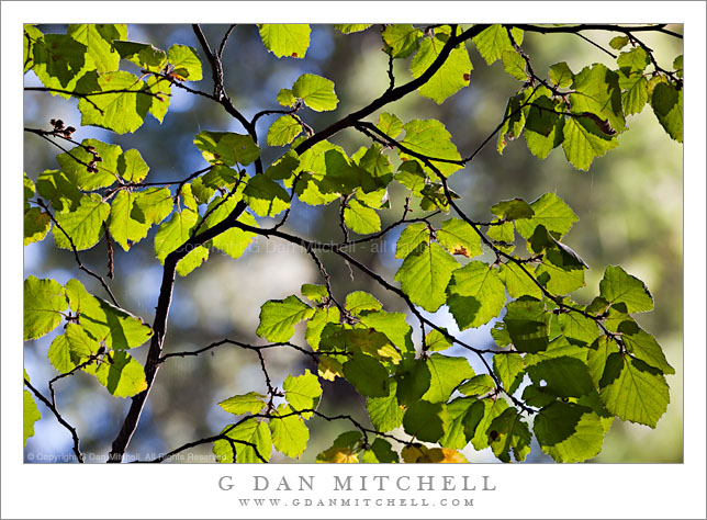 Red Alder Leaves, Autumn