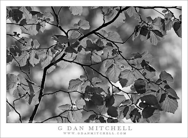 Red Alder Leaves, Autumn