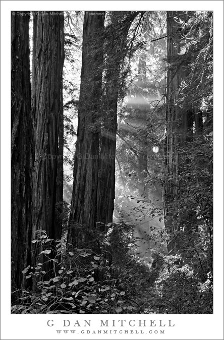 Redwood Forest, Sunbeams