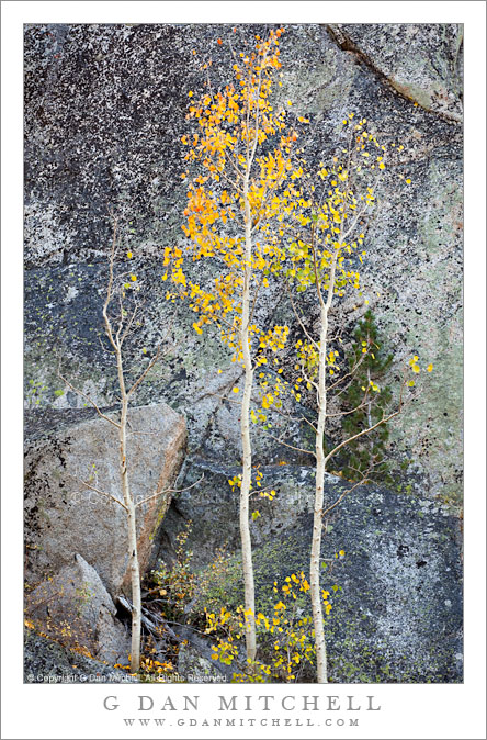 Three Autumn Aspens, Cliff Face