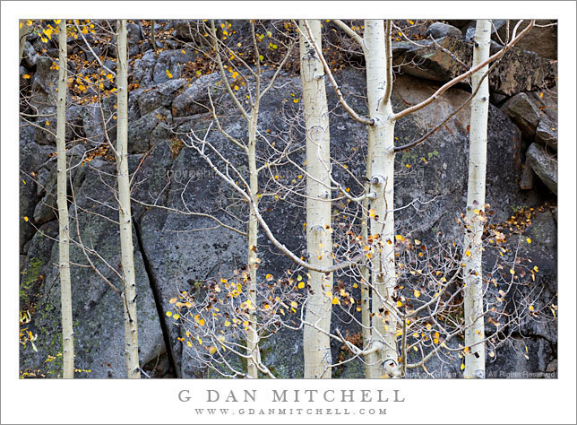 Bare Aspen Trunks and Boulders