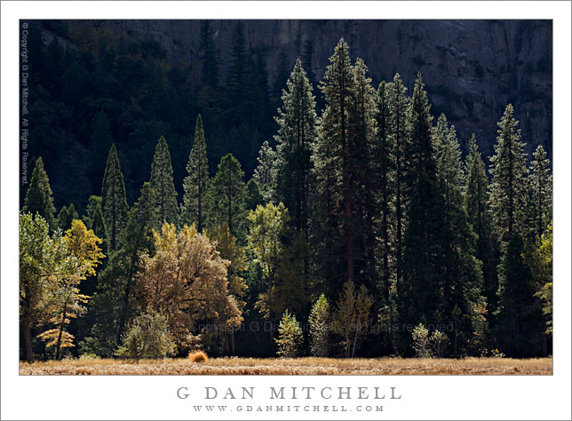 Backlit Forest and Shaded Cliff