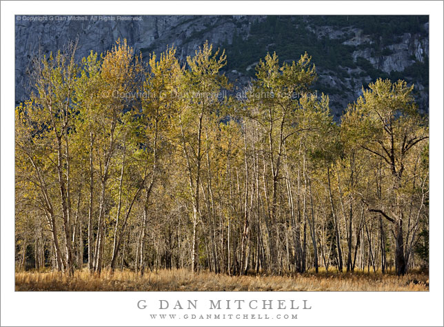 Cottonwood Grove, Yosemite Valley