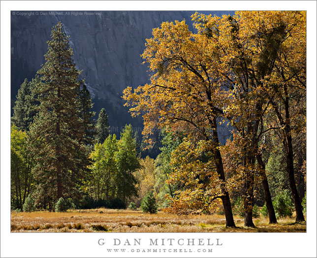 Fall Foliage, Yosemite Valley