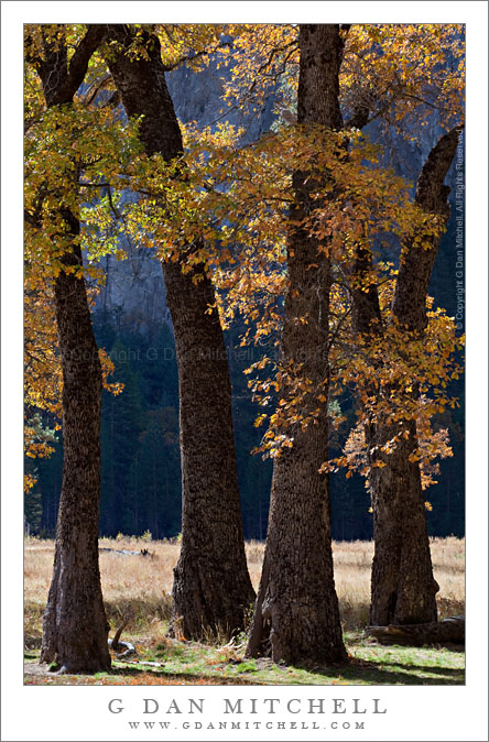 Four Black Oaks in Autumn, El Capitan Meadow