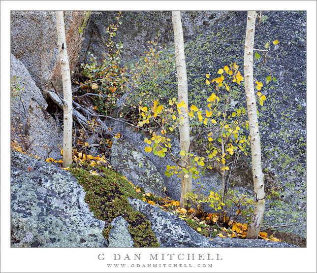 Three Aspen Trunks, Lichen Covered Rocks