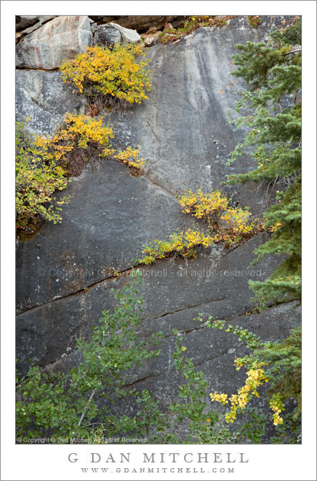 Fall Foliage and Rock Face, Tioga Road