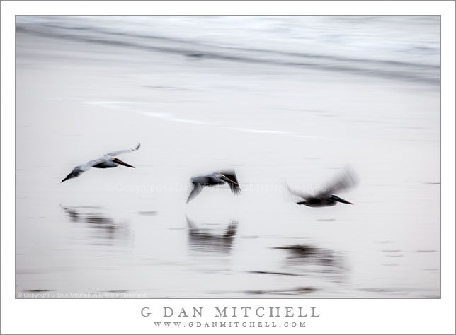 Three Pelicans in Flight, Waddell Beach