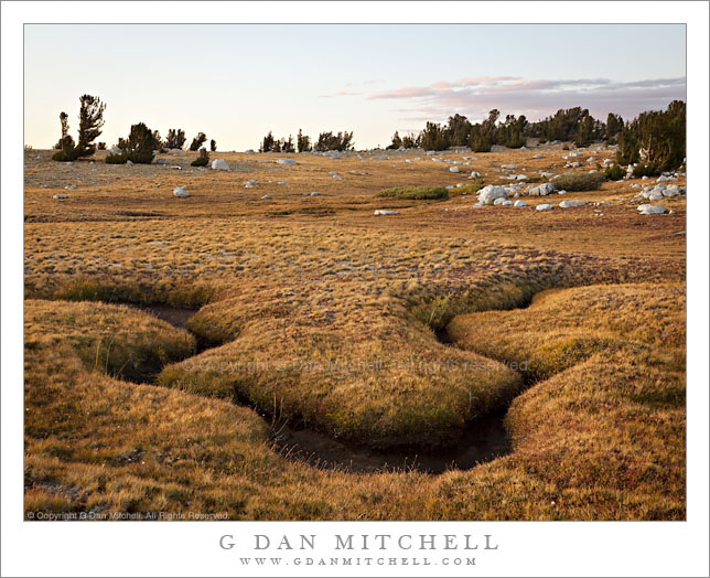 Subalpine Meadow, Evening - Evelyn Lake