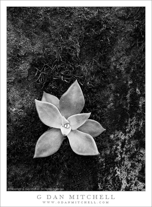 Succulent Plant Growing on Rock