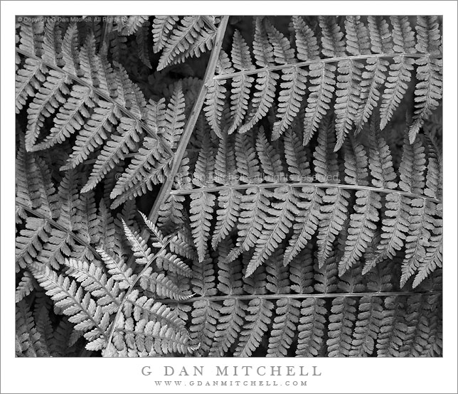 Spring Ferns, Muir Woods