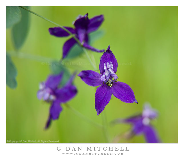 Larkspur Blossoms