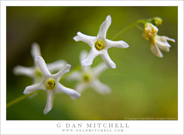 Manroot Blossoms