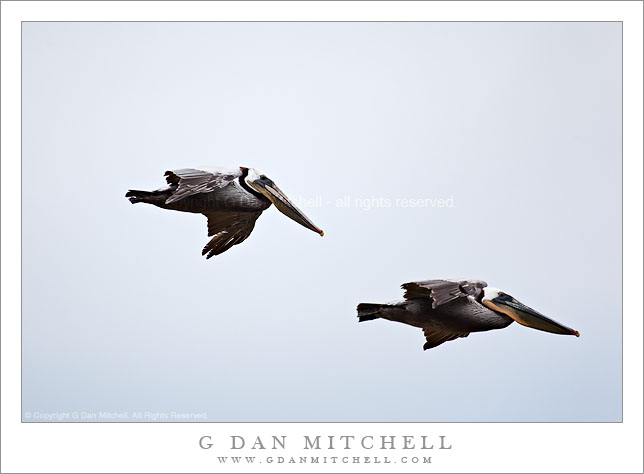 Two Pelicans in Flight