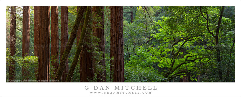 Redwood Grove Panorama