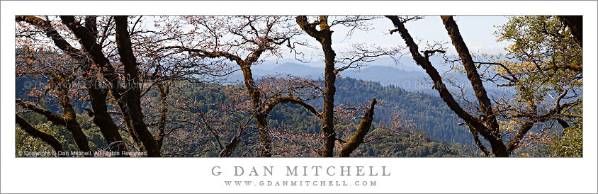 Spring Oaks and Santa Cruz Mountains - Castle Rock State Park