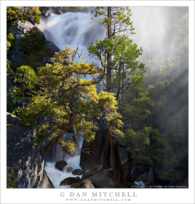 Cascade Creek - Trees and Mist