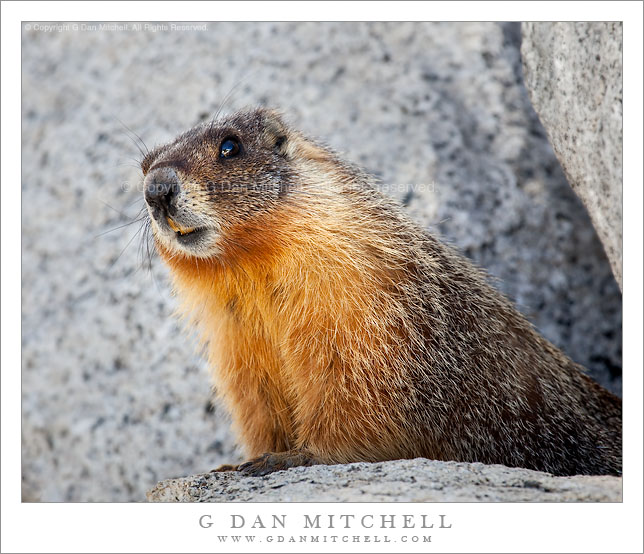 Marmot and Rocks