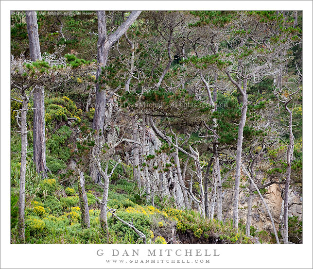 Cliffside Forest, Point Lobos