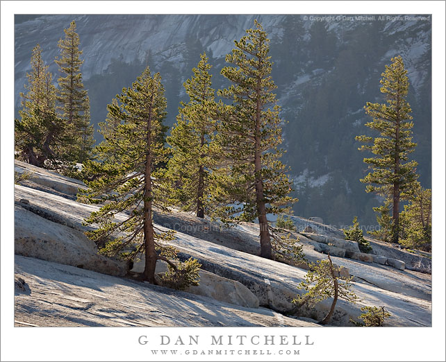 Trees and Granite Slabs, Morning