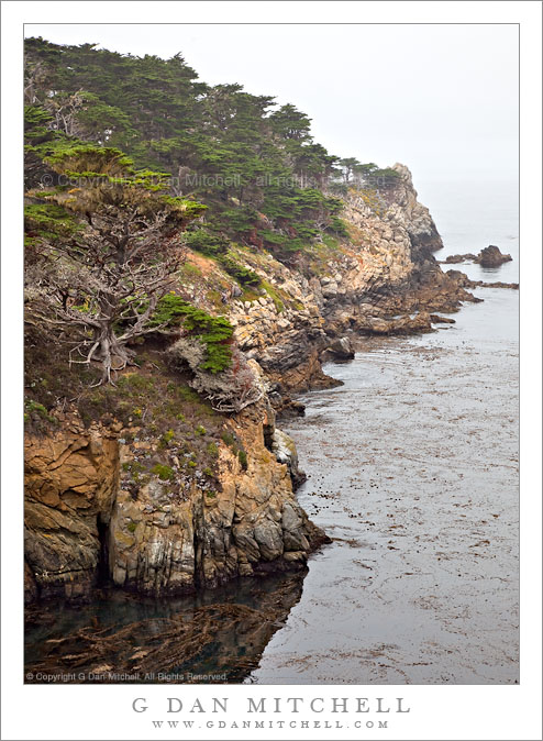 North Shore Cypress Groves, Fog