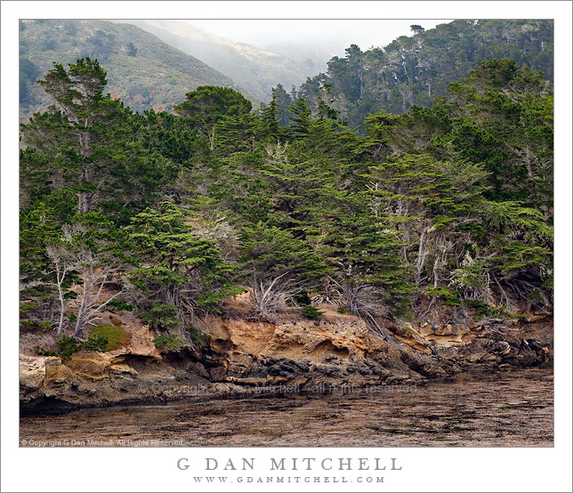 Shoreline Forest, Whalers Cove