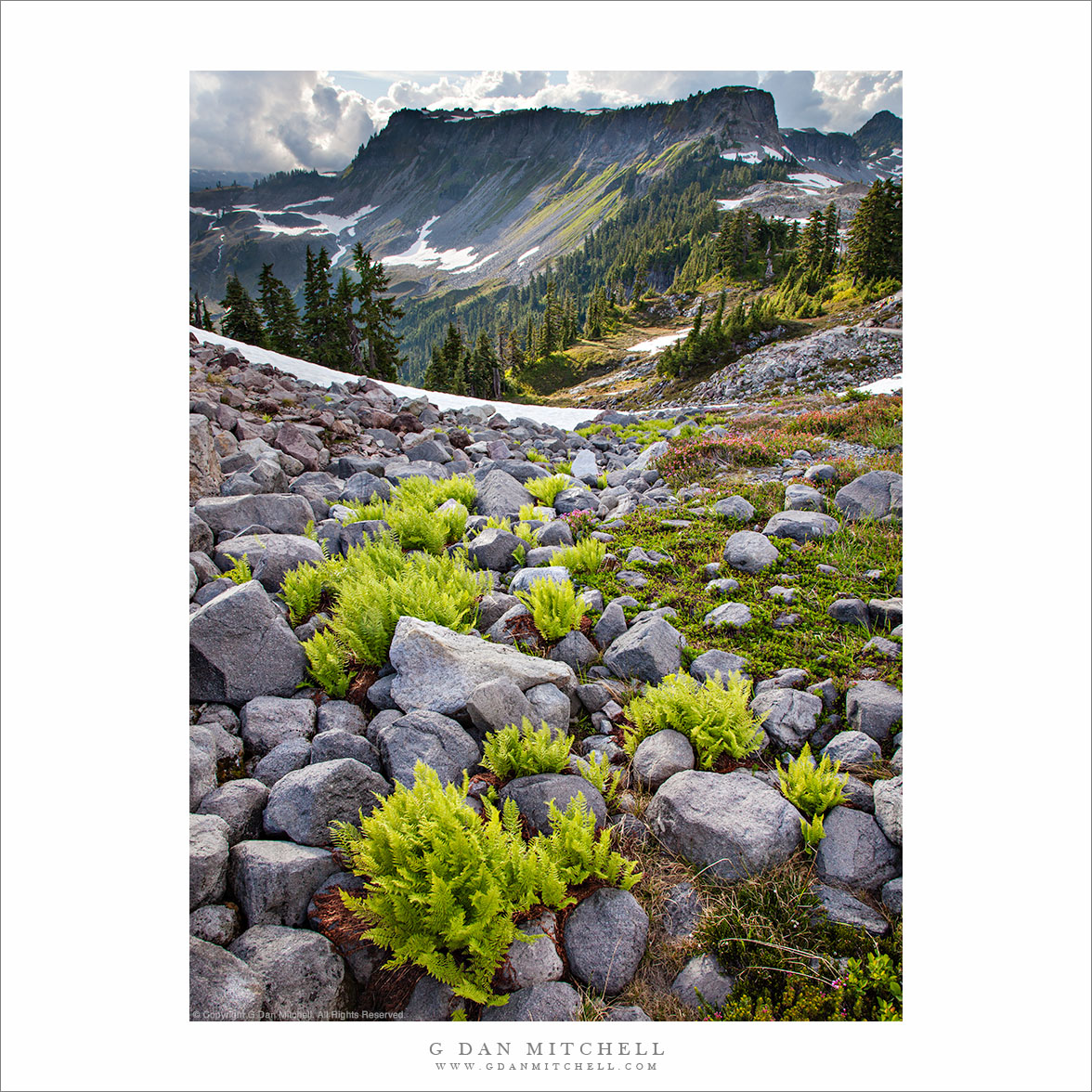 Ferns and Rocks, Artist Point