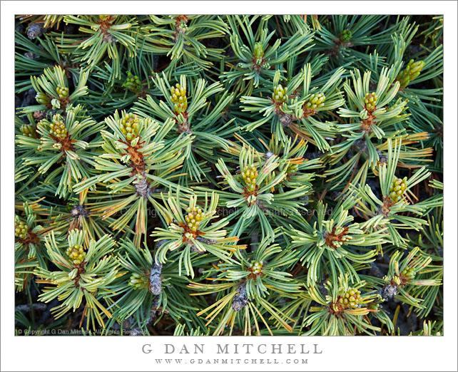 Detail, White Bark Pine