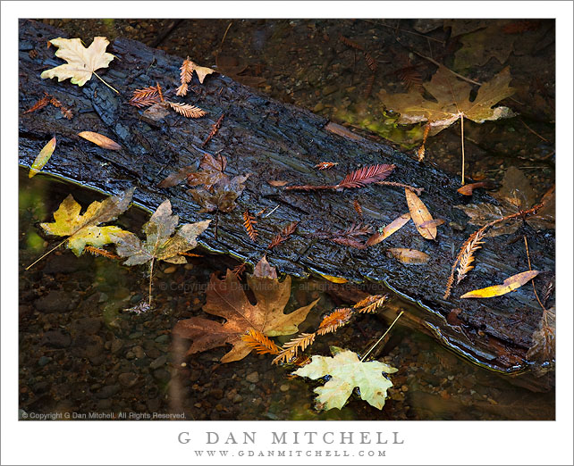 Autumn Leaves, Redwood Creek