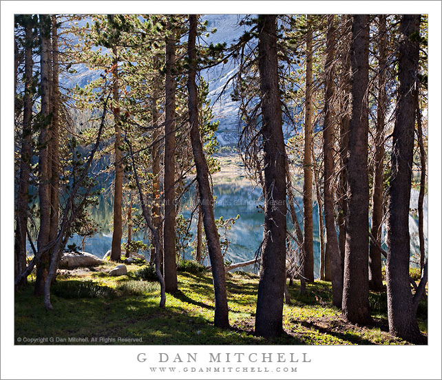 Shoreline Forest, Lower Young Lake