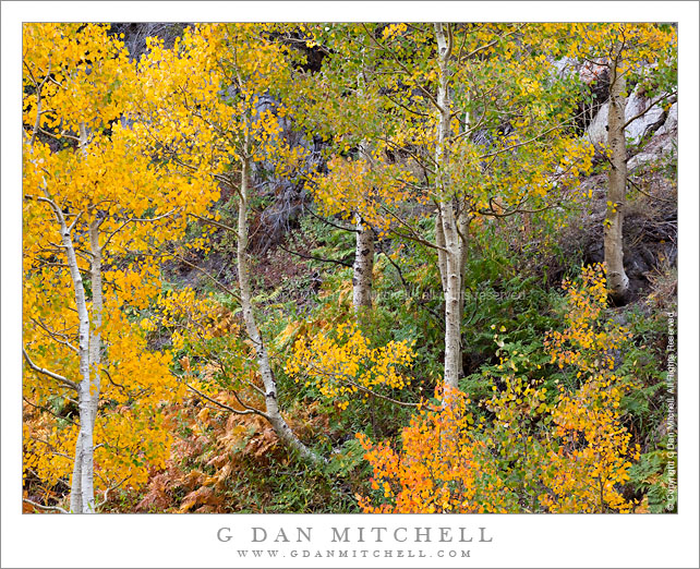 Aspen and Fern Covered Hillside, Sierra Nevada