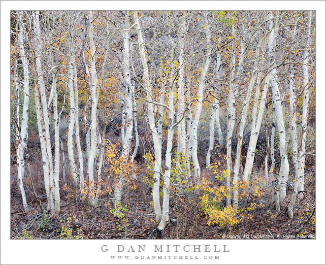 Aspen Grove, Evening, Rock Creek