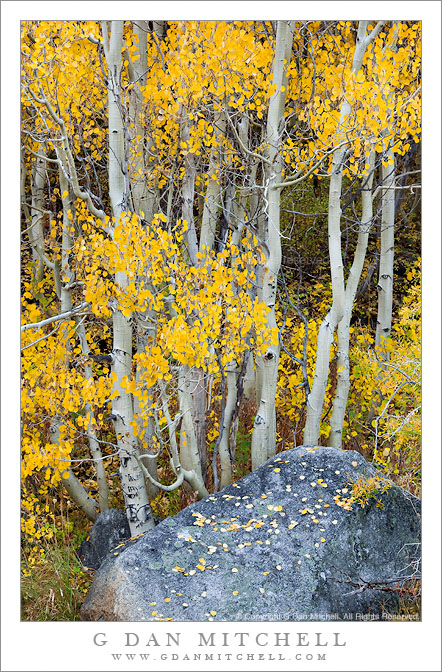 Aspens and Boulder