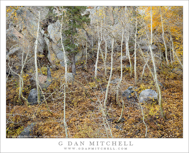 Bare Aspen Trunks and Fallen Leaves