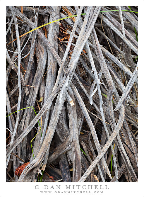 Dead Branches, Bishop Creek