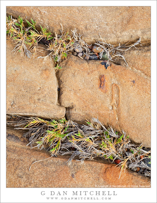 Shoreline Plants and Sandstone, Weston Cove