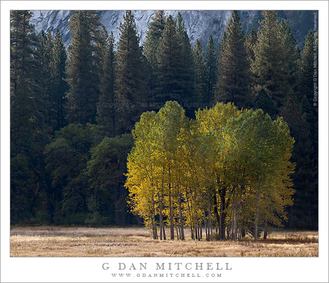 Trees in Morning Light, Ahwahnee Meadow, Autumn